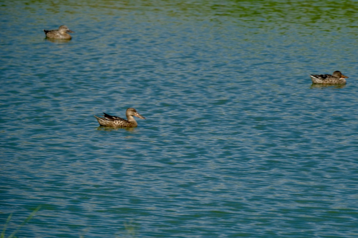 ハシビロガモ - ML646997031