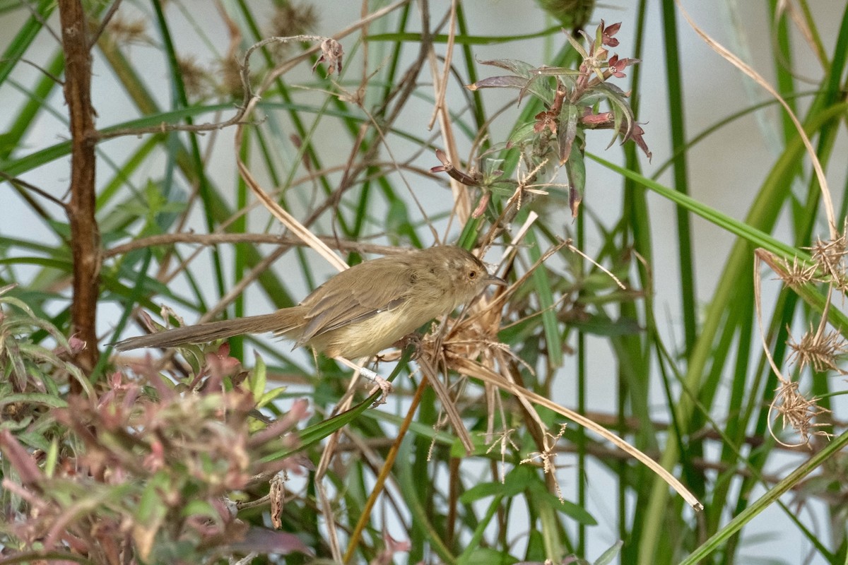 アジアマミハウチワドリ - ML646997032