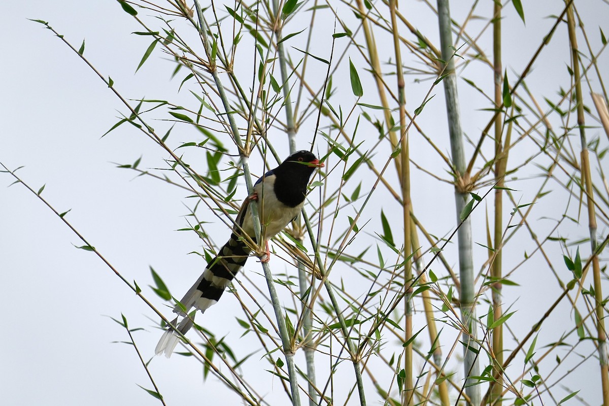 サンジャク - ML646997033