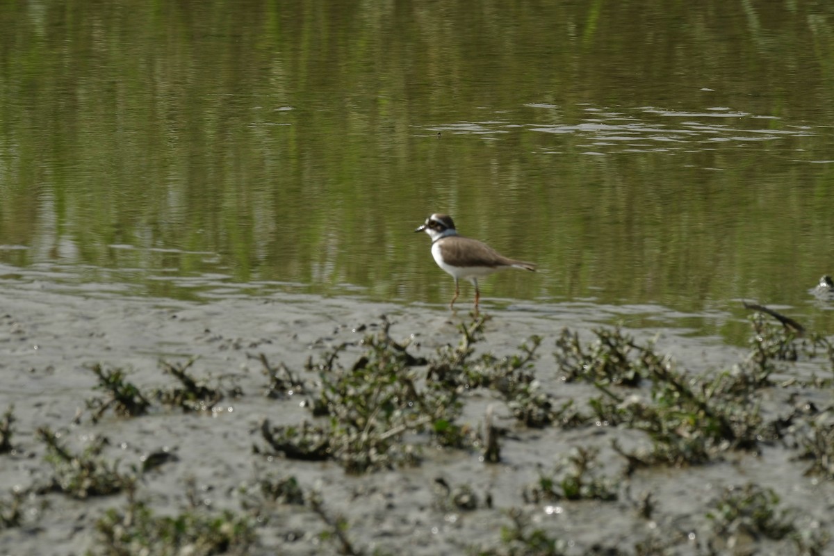 コチドリ - ML646997034