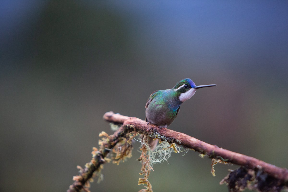 White-throated Mountain-gem - ML646997035