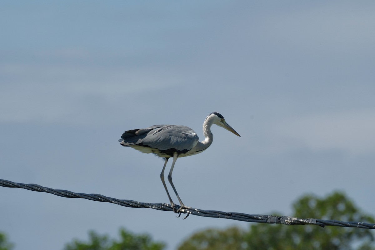 アオサギ - ML646997036