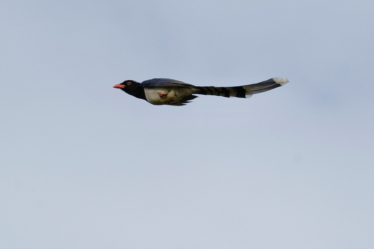 サンジャク - ML646997038