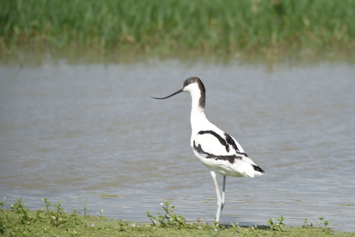 ソリハシセイタカシギ - ML646997039