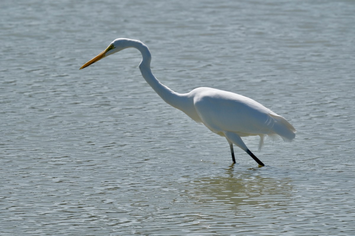 ダイサギ - ML646997040