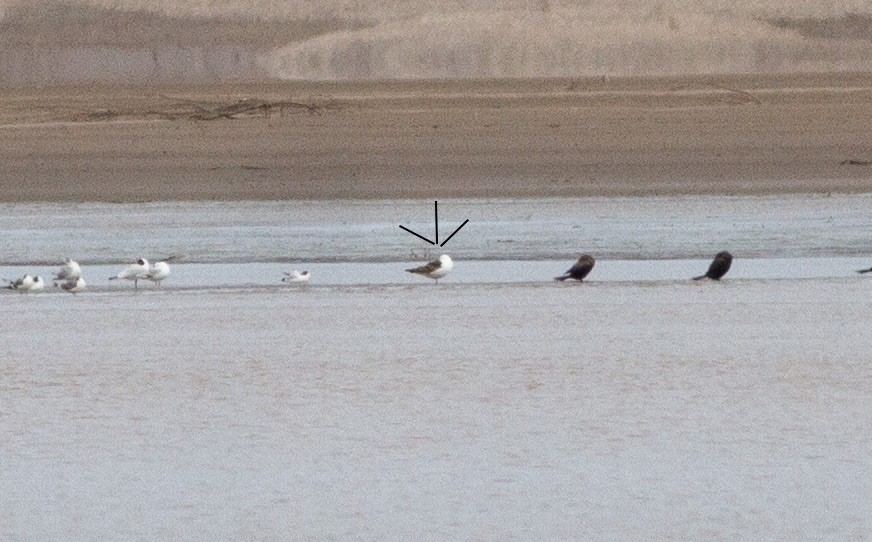 taremåke - ML646997041