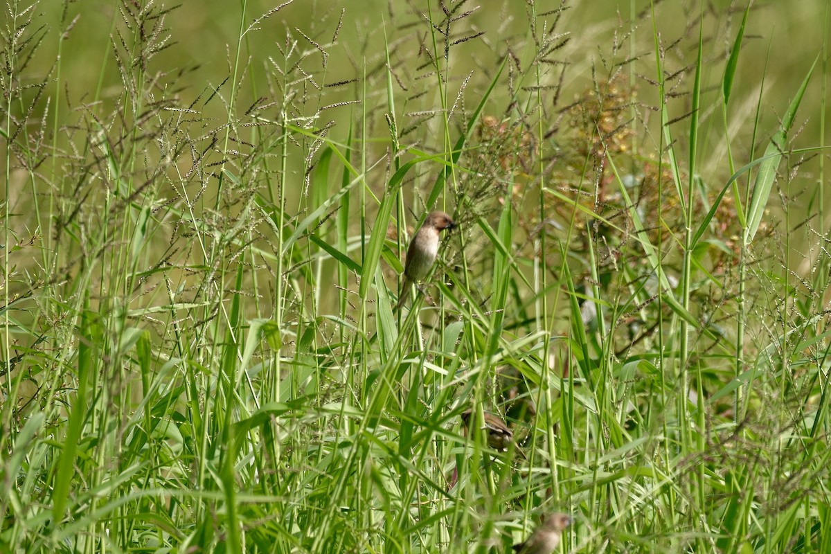 シマキンパラ - ML646997043