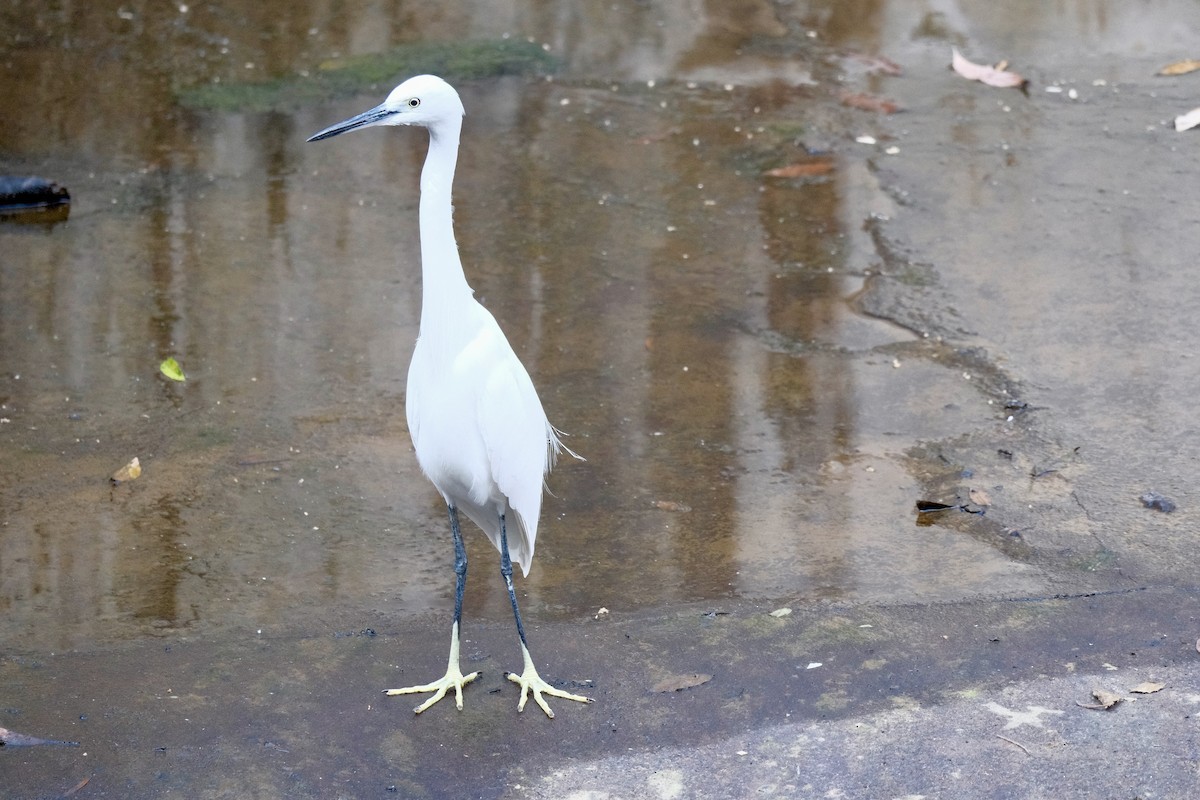 コサギ - ML646997044