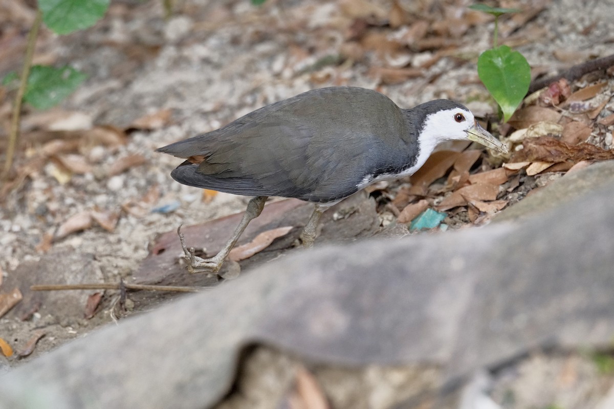 シロハラクイナ - ML646997046