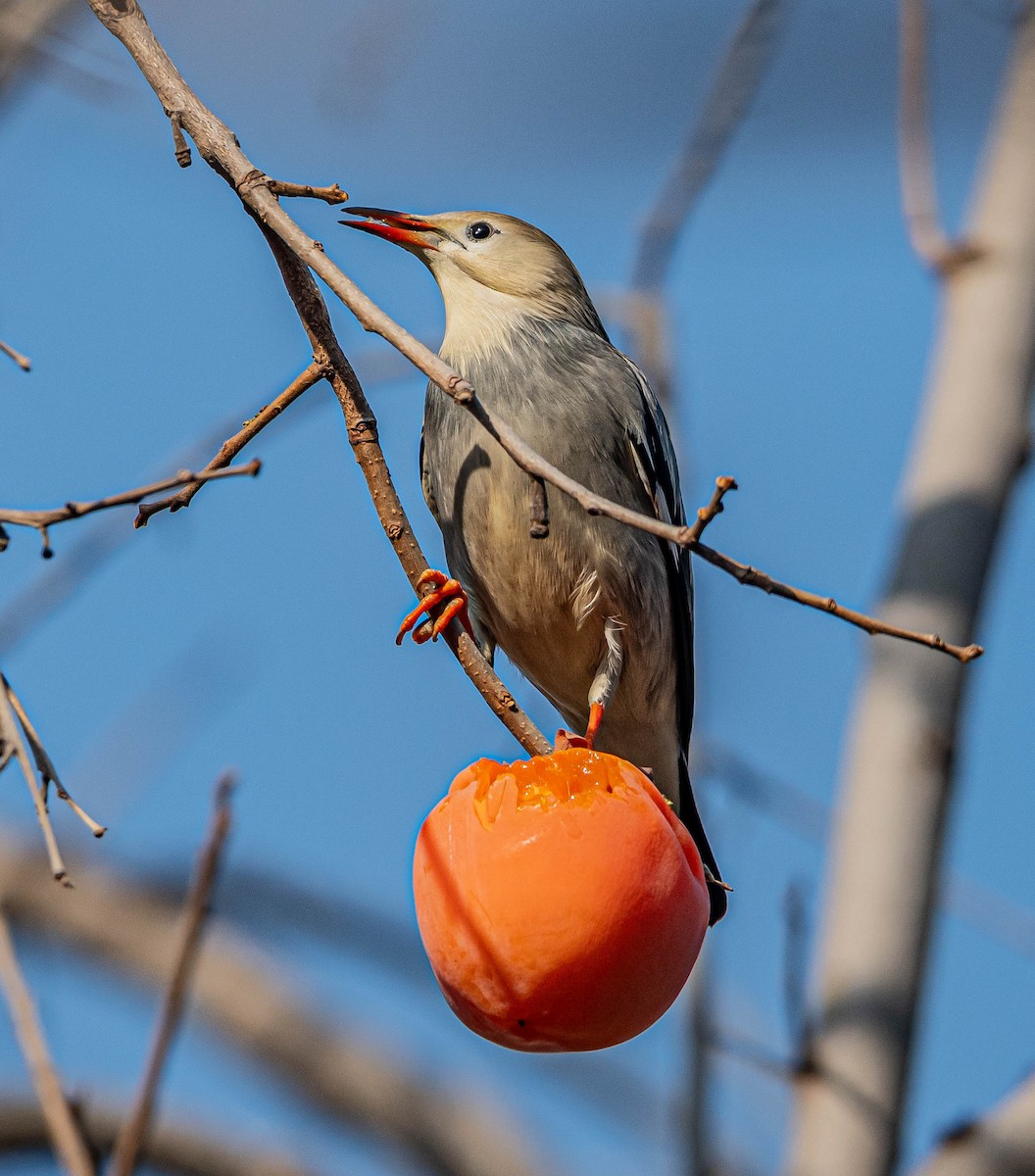 Улаан хошуут тодол - ML646997047