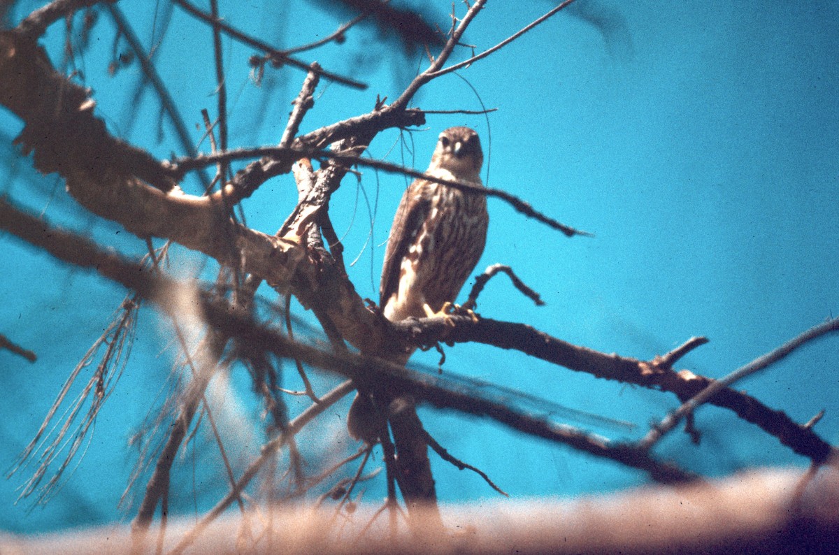 dvergfalk - ML646997049