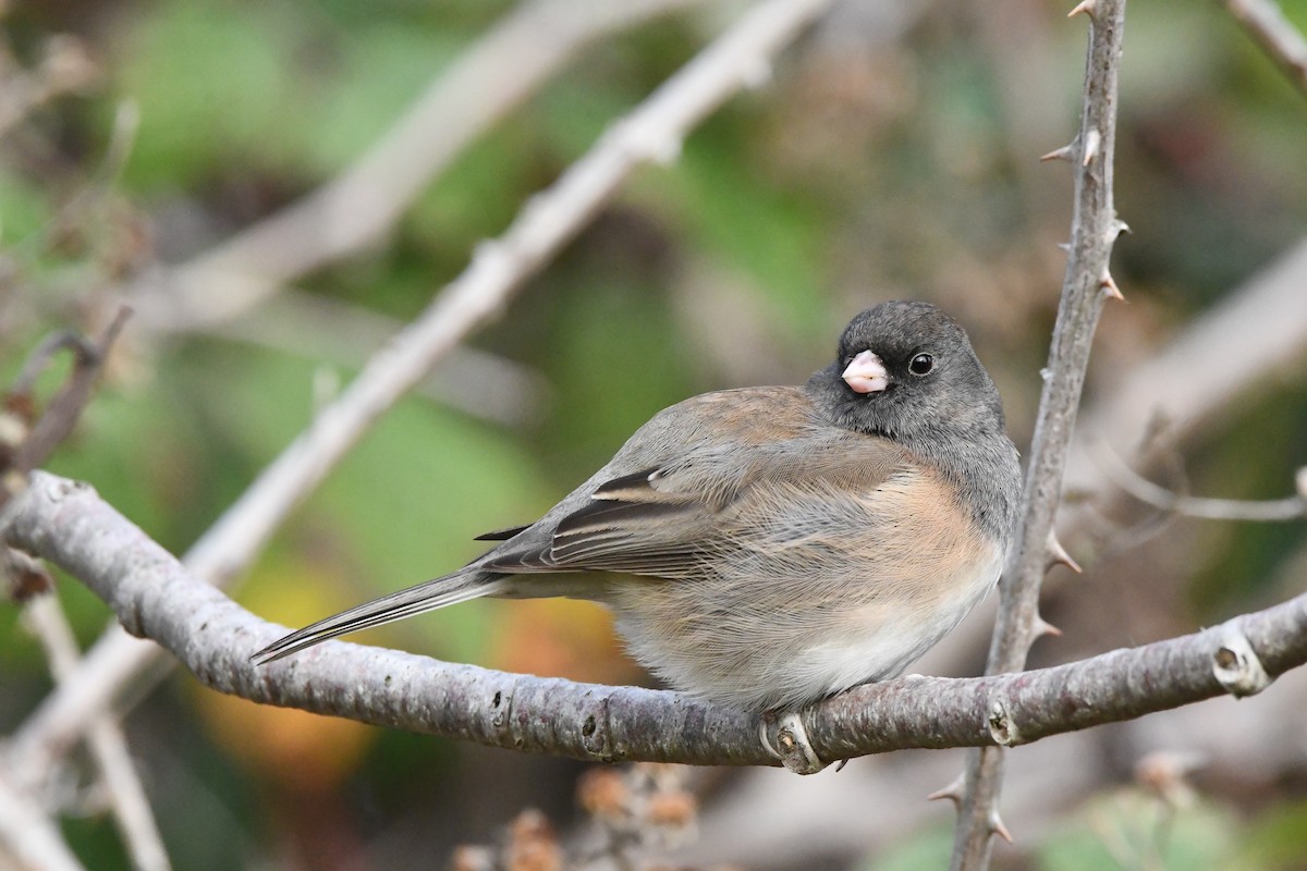 Dark-eyed Junco (Oregon) - ML646997057