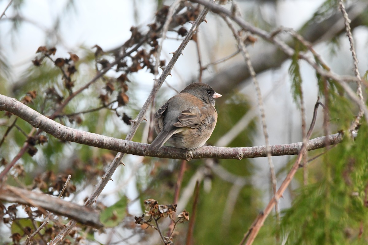 Dark-eyed Junco (Oregon) - ML646997058