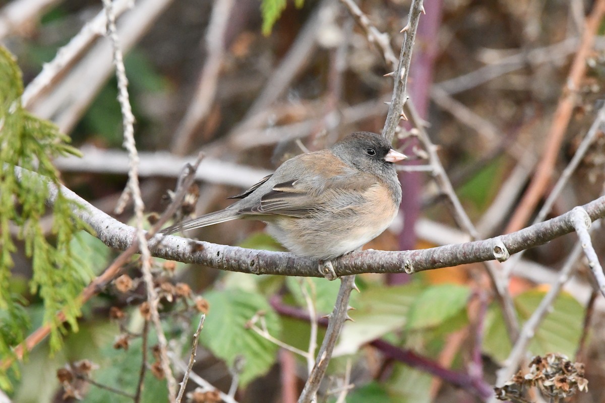 Dark-eyed Junco (Oregon) - ML646997059