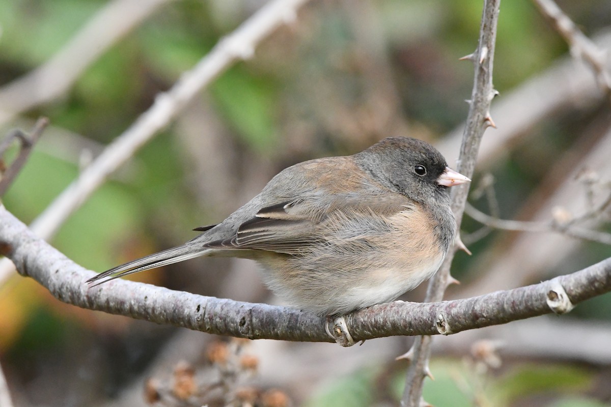 Dark-eyed Junco (Oregon) - ML646997060