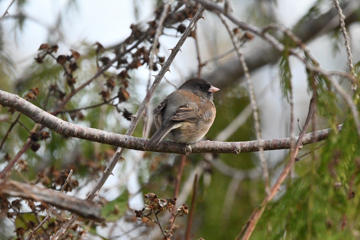 Dark-eyed Junco (Oregon) - ML646997061