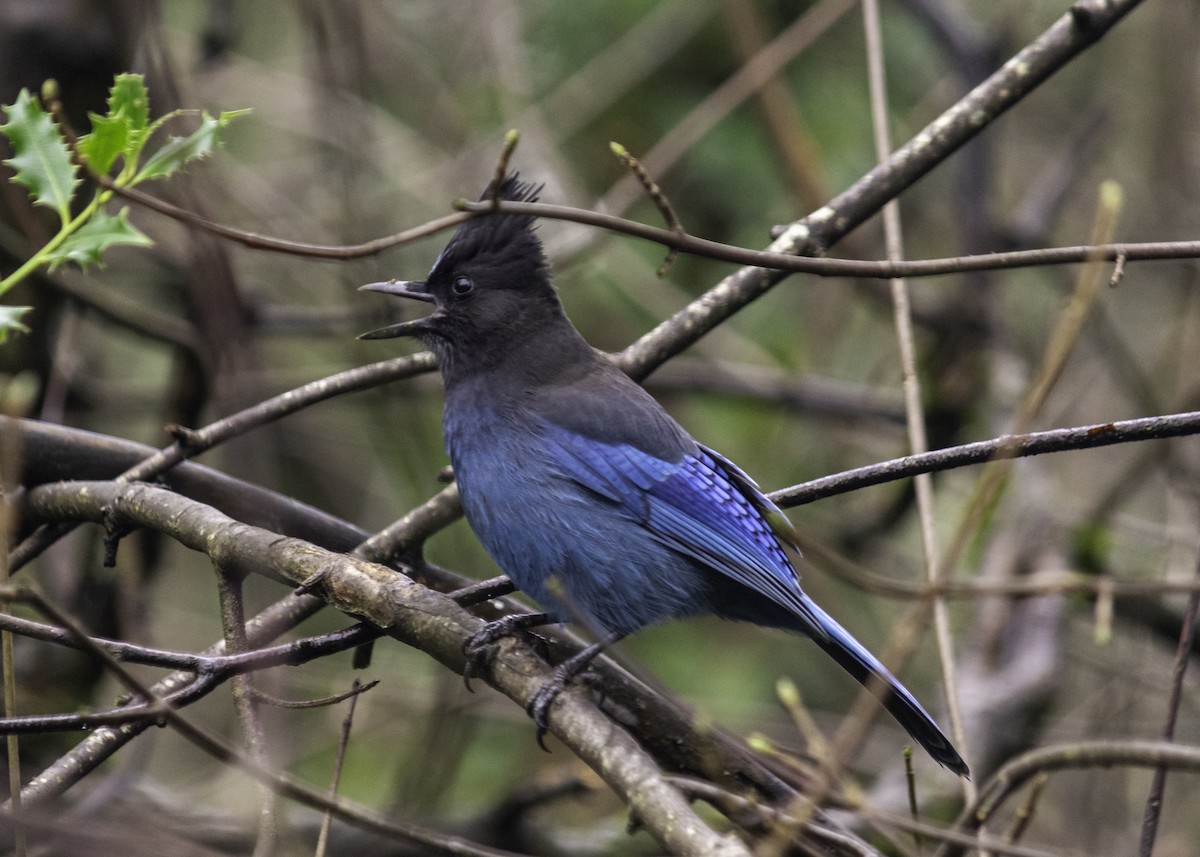 Steller Kargası - ML646997065