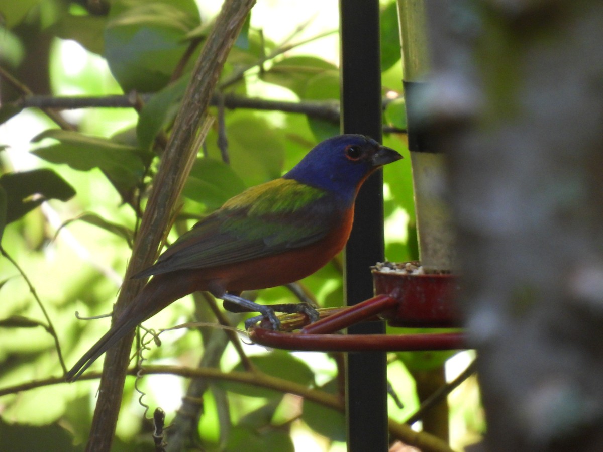 Painted Bunting - ML646997066