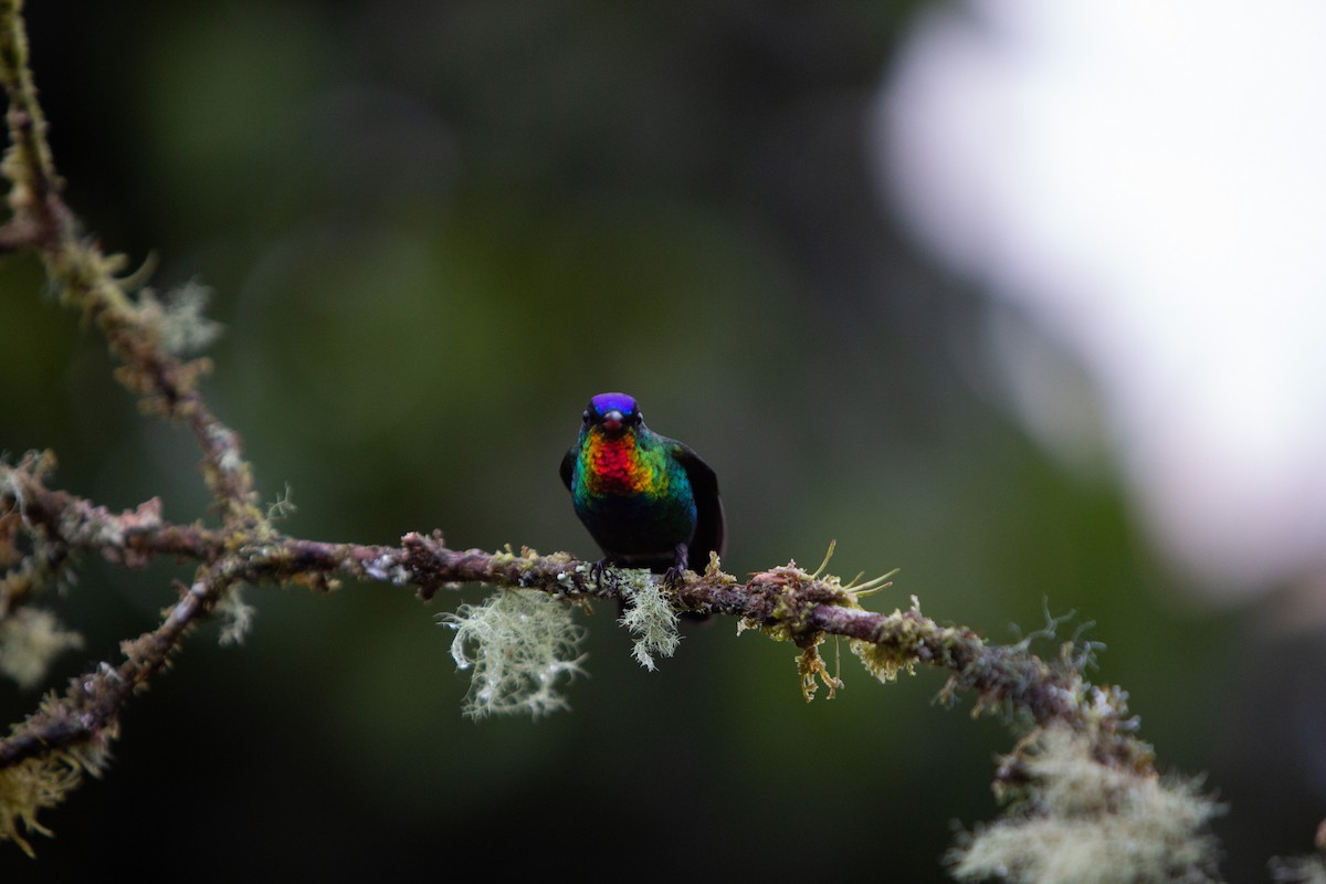 Fiery-throated Hummingbird - ML646997068