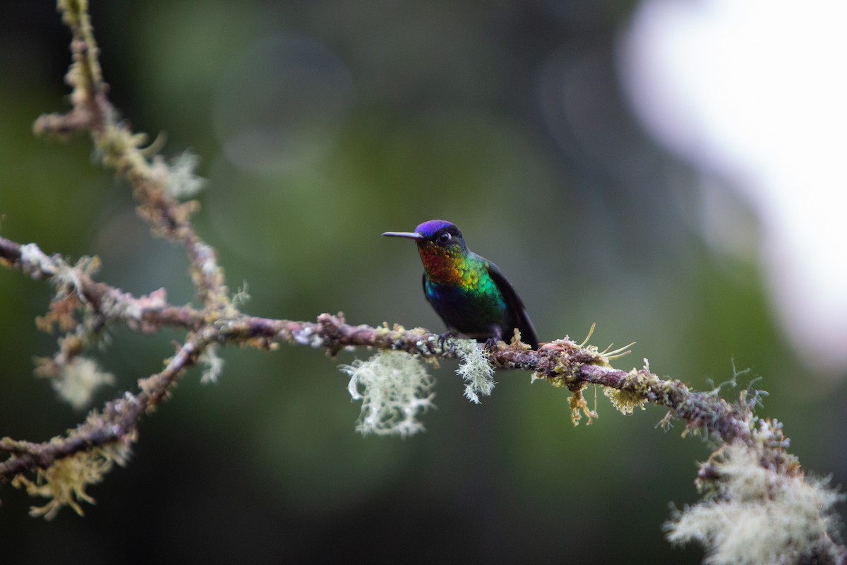 Fiery-throated Hummingbird - ML646997070