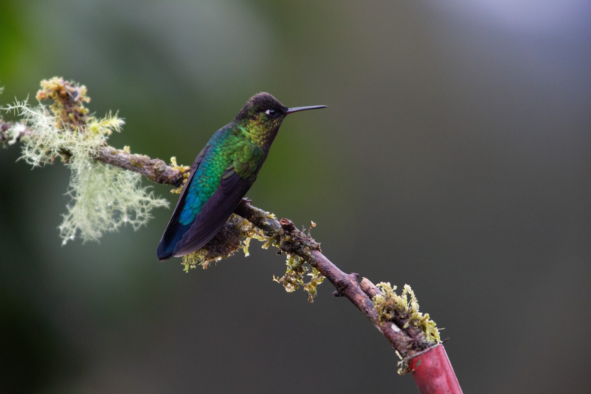 Fiery-throated Hummingbird - ML646997071