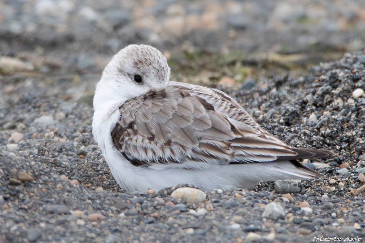 Sanderling - ML646997072