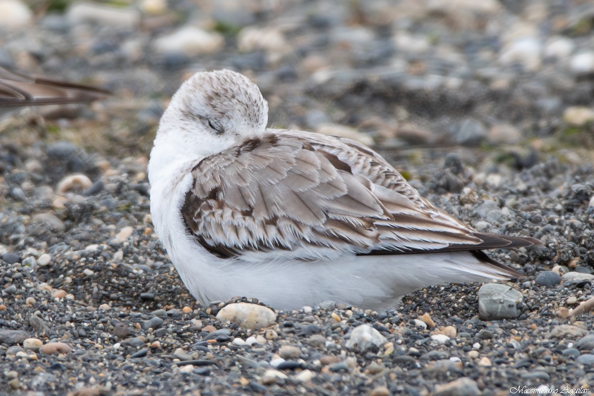 Sanderling - ML646997073