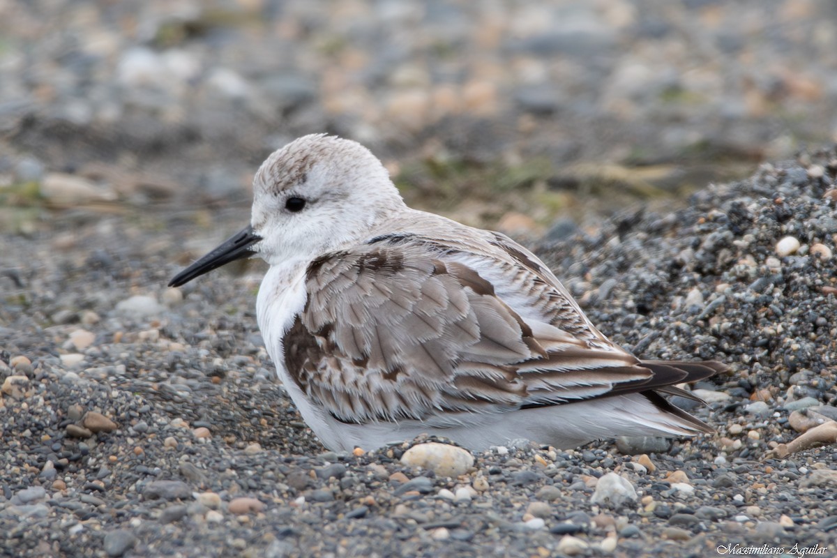 Sanderling - ML646997074