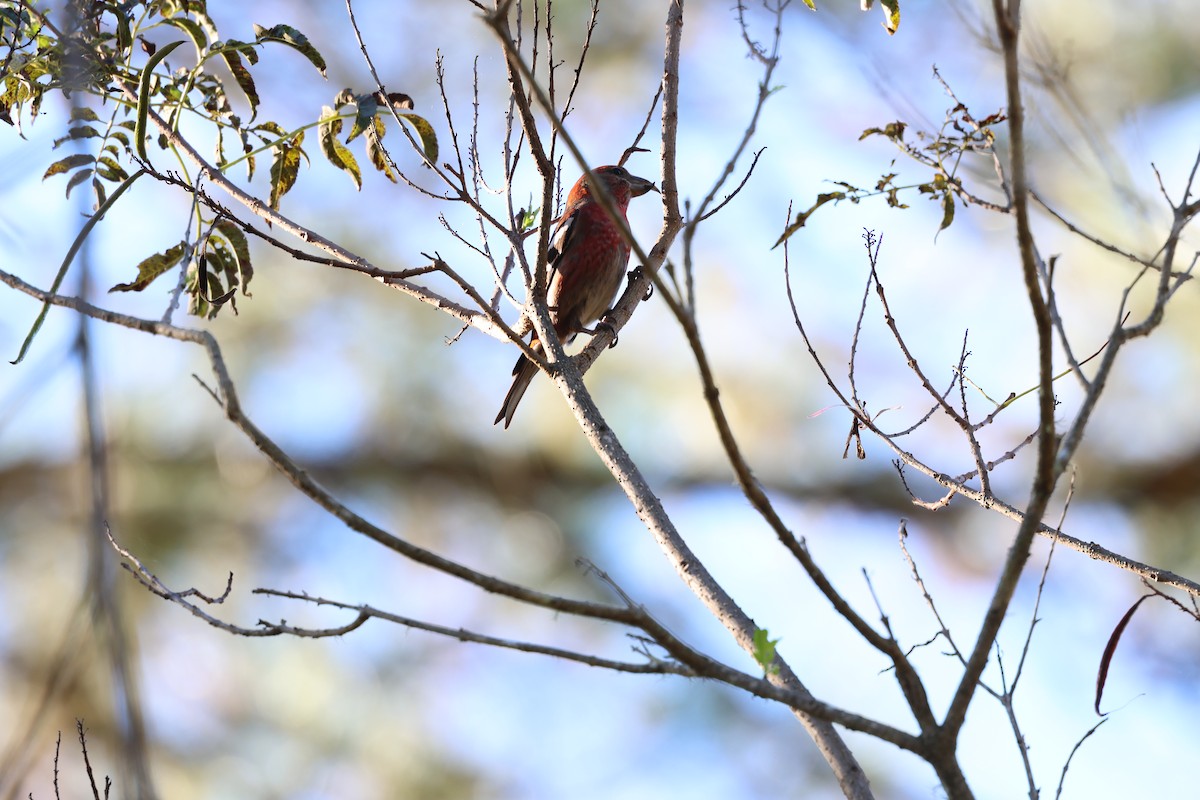 Piquituerto de la Española - ML646997076