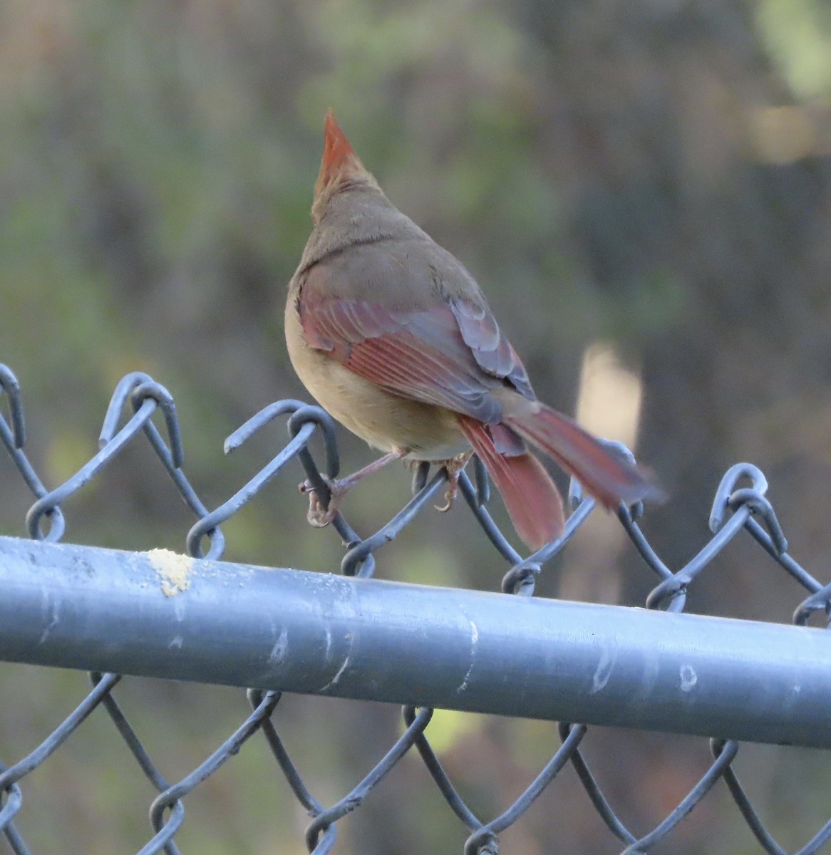 Кардинал червоний - ML646997077