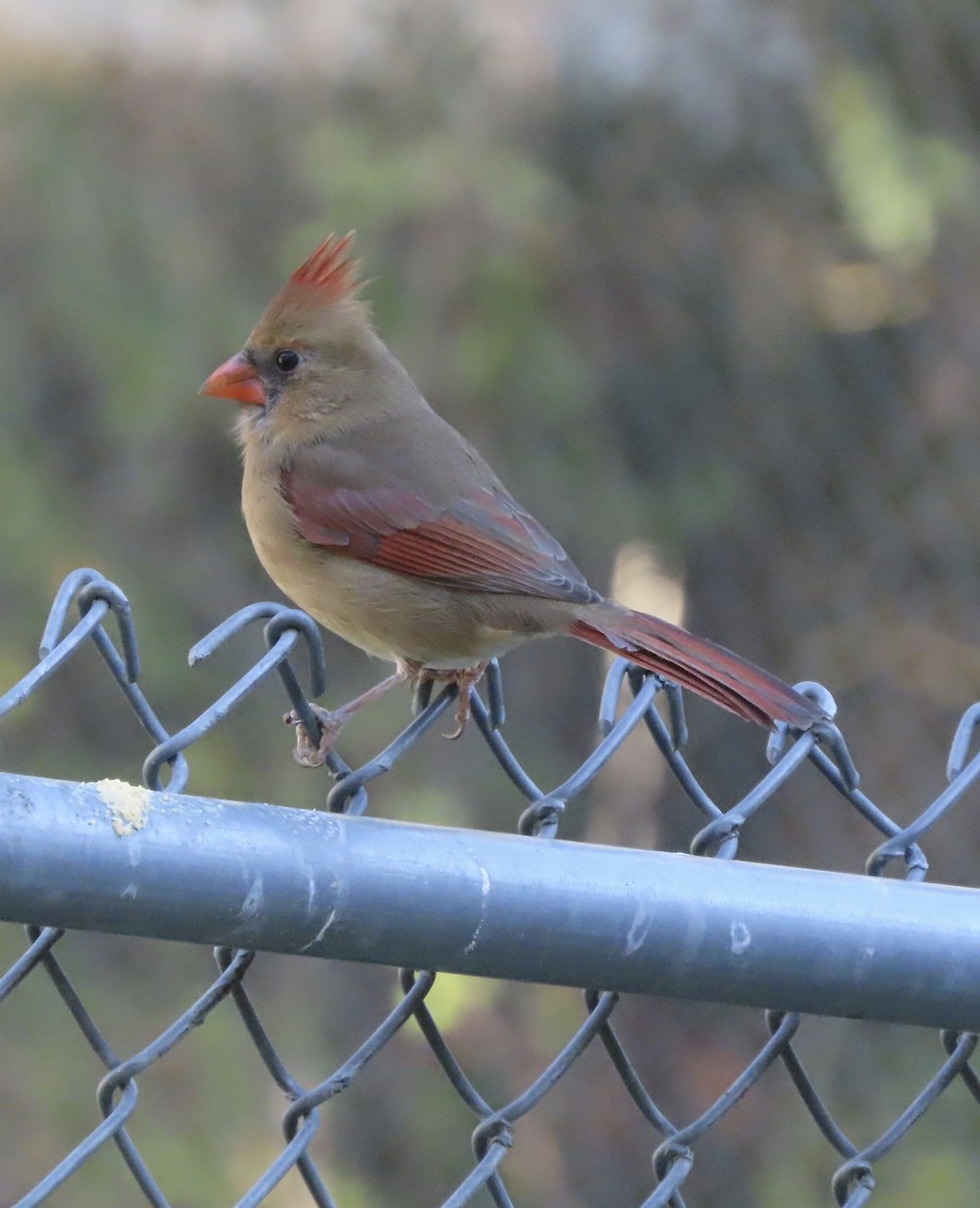 Кардинал червоний - ML646997079