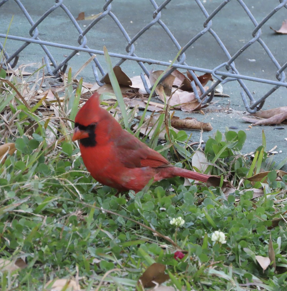 Кардинал червоний - ML646997080