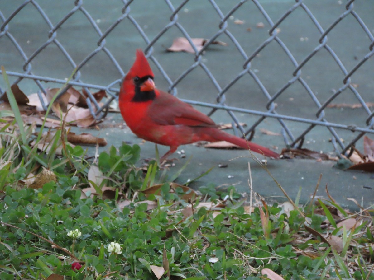 Кардинал червоний - ML646997081