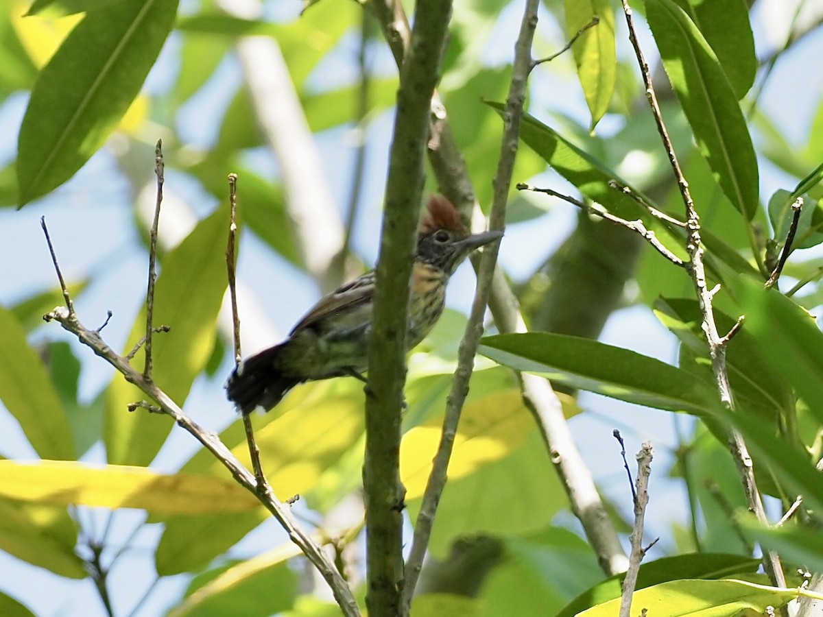 Black-crested Antshrike - ML646997082