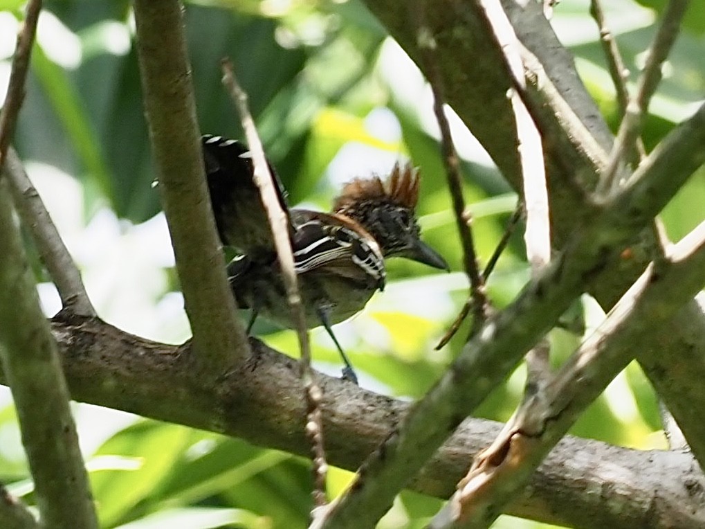 Black-crested Antshrike - ML646997083