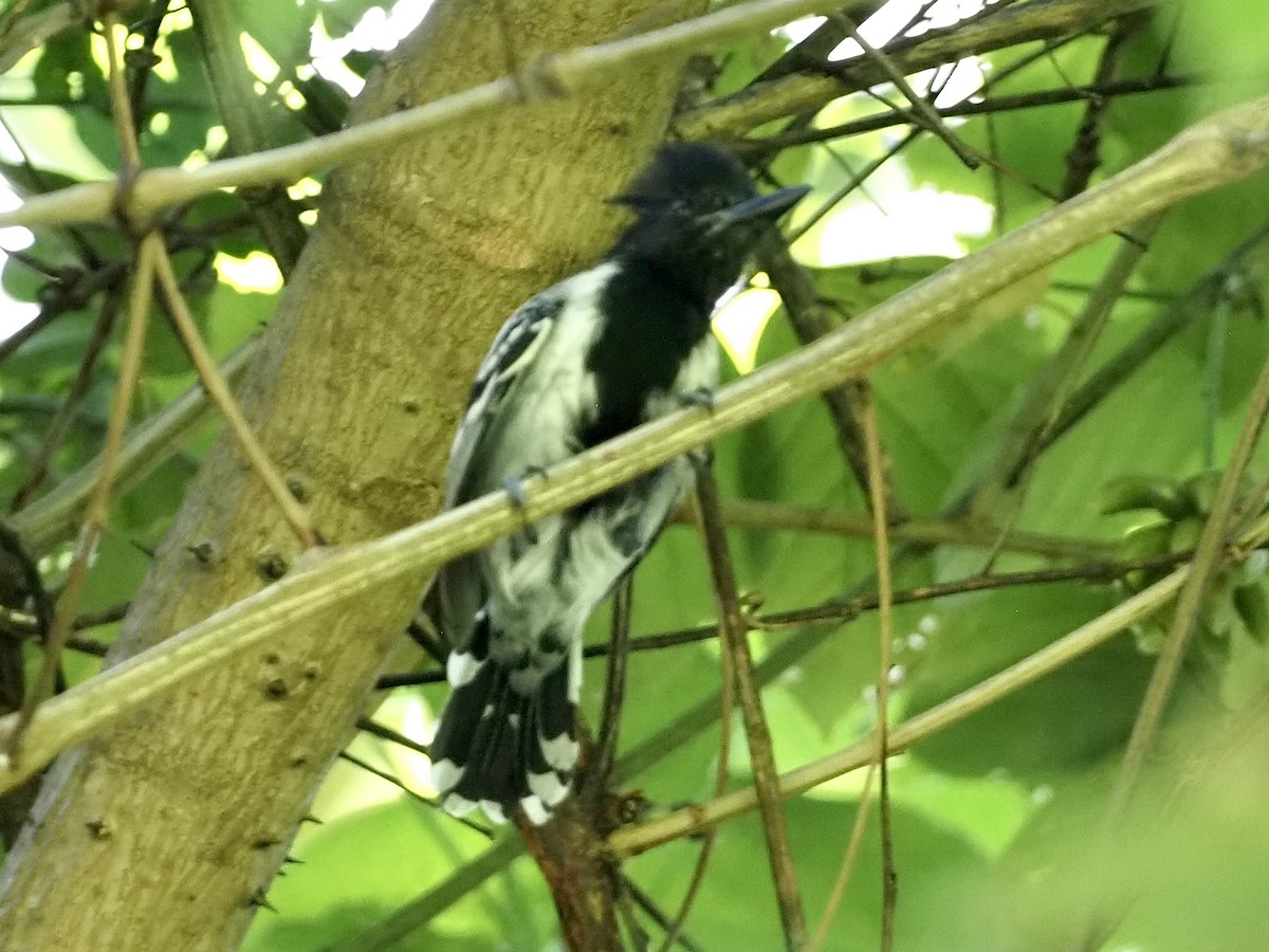 Black-crested Antshrike - ML646997084