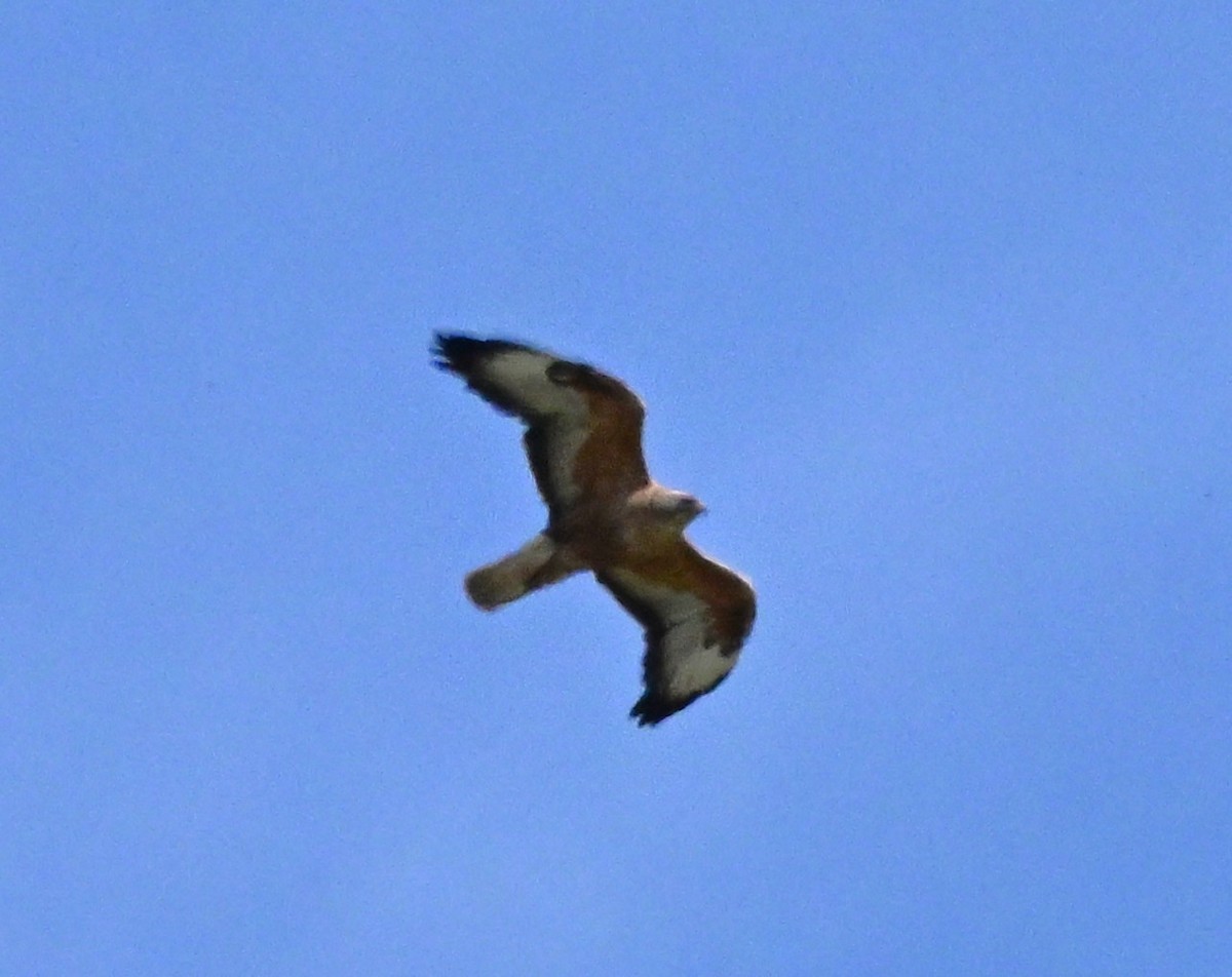 עקב עיטי - ML646997085