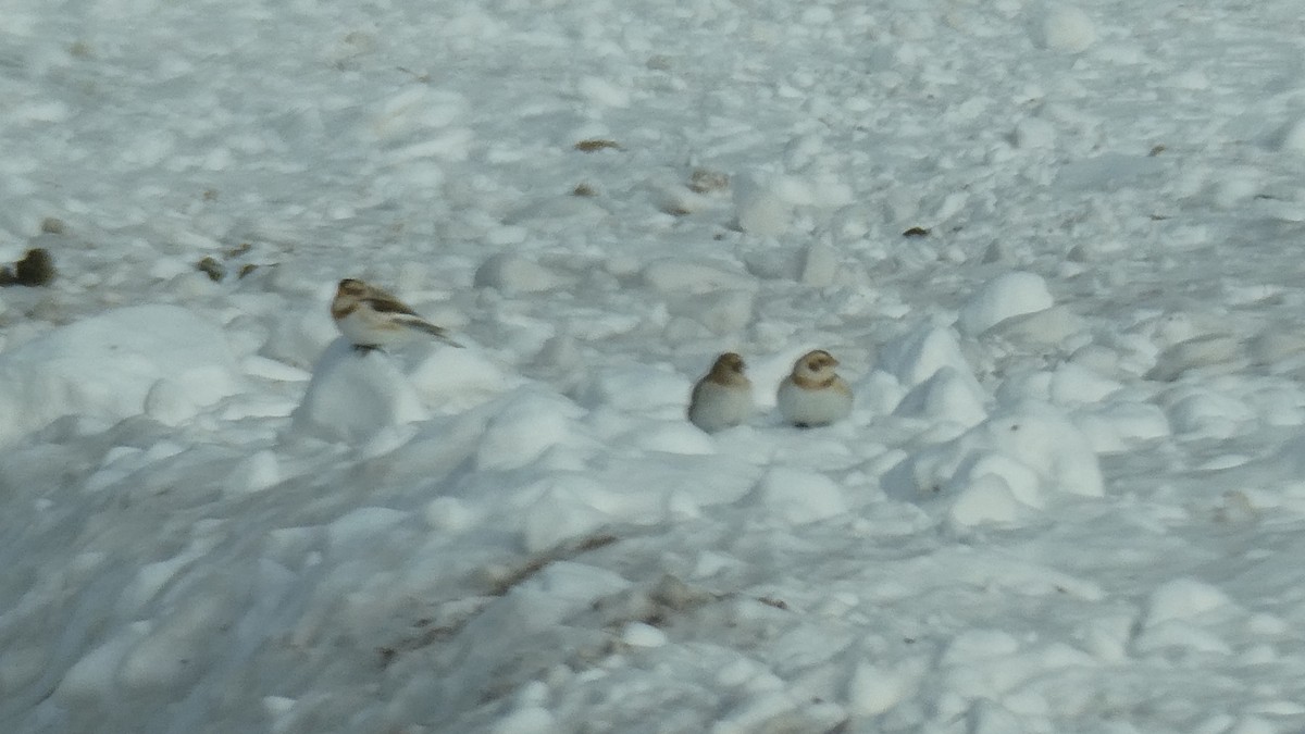 Elur-berdantza - ML646997087