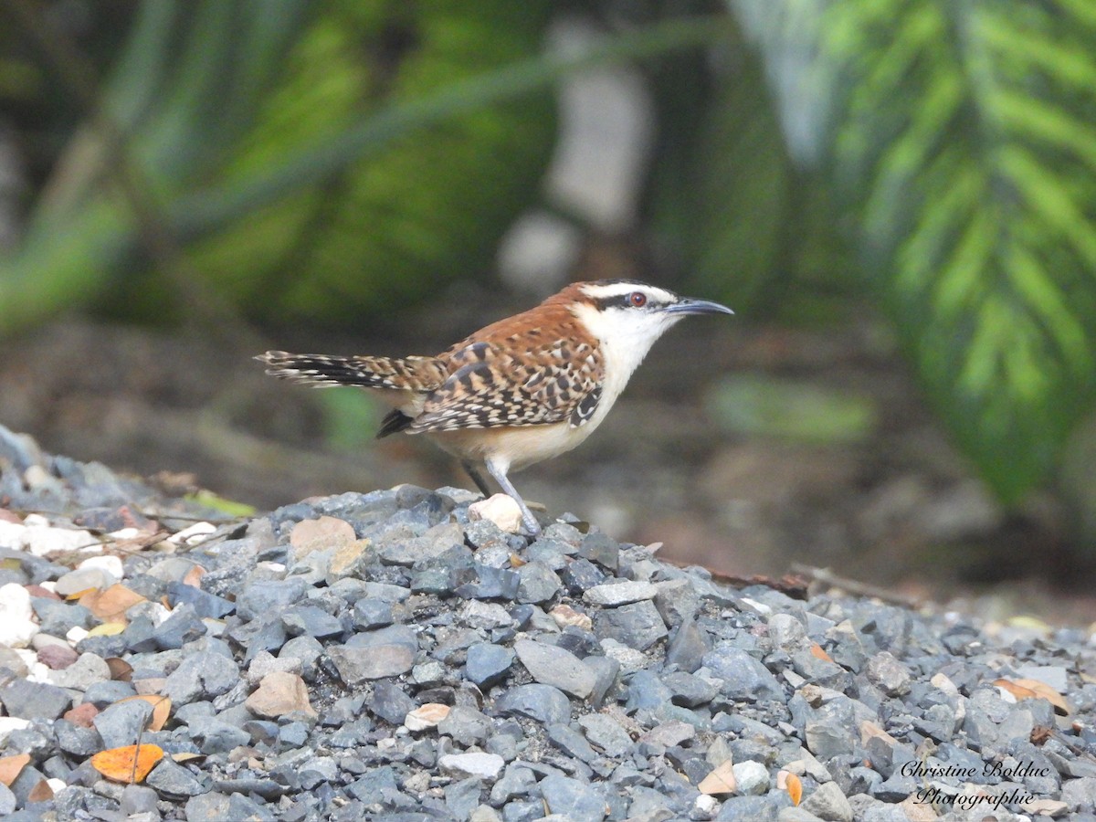 Rufous-backed Wren - ML646997088