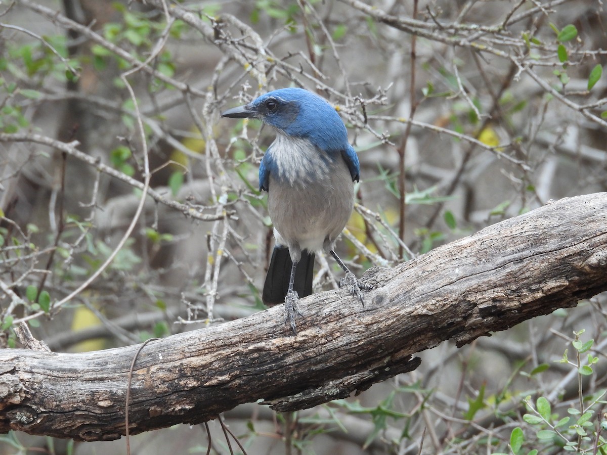 Woodhouse's Scrub-Jay - ML646997096