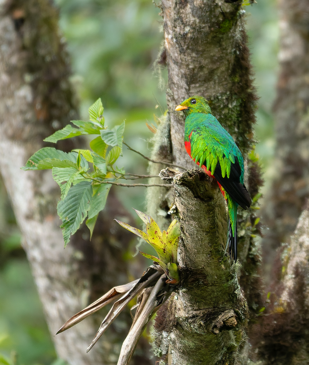 Goldkopftrogon - ML646997097