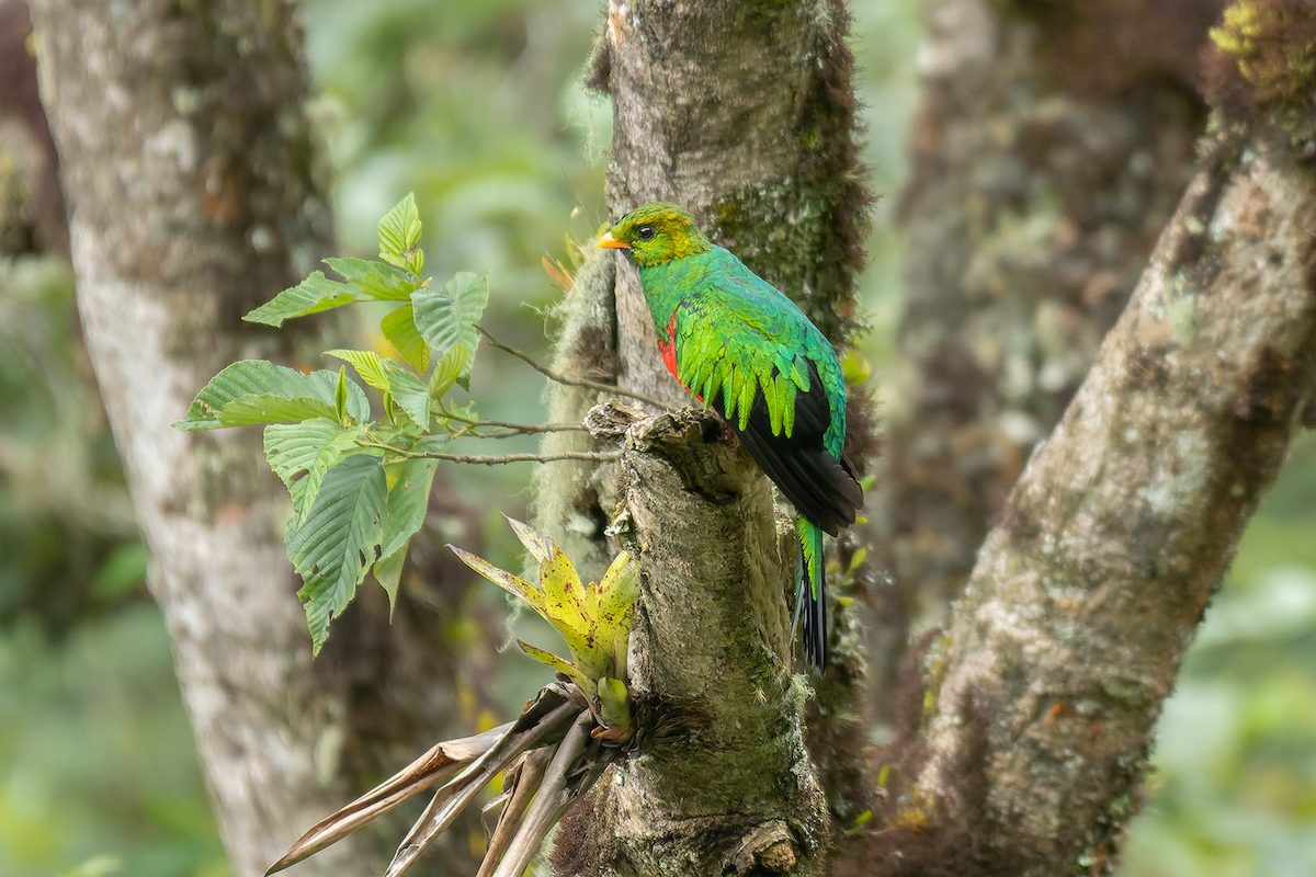 Goldkopftrogon - ML646997098