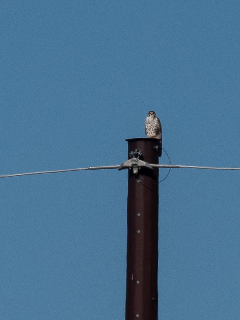Prairie Falcon - ML646997099