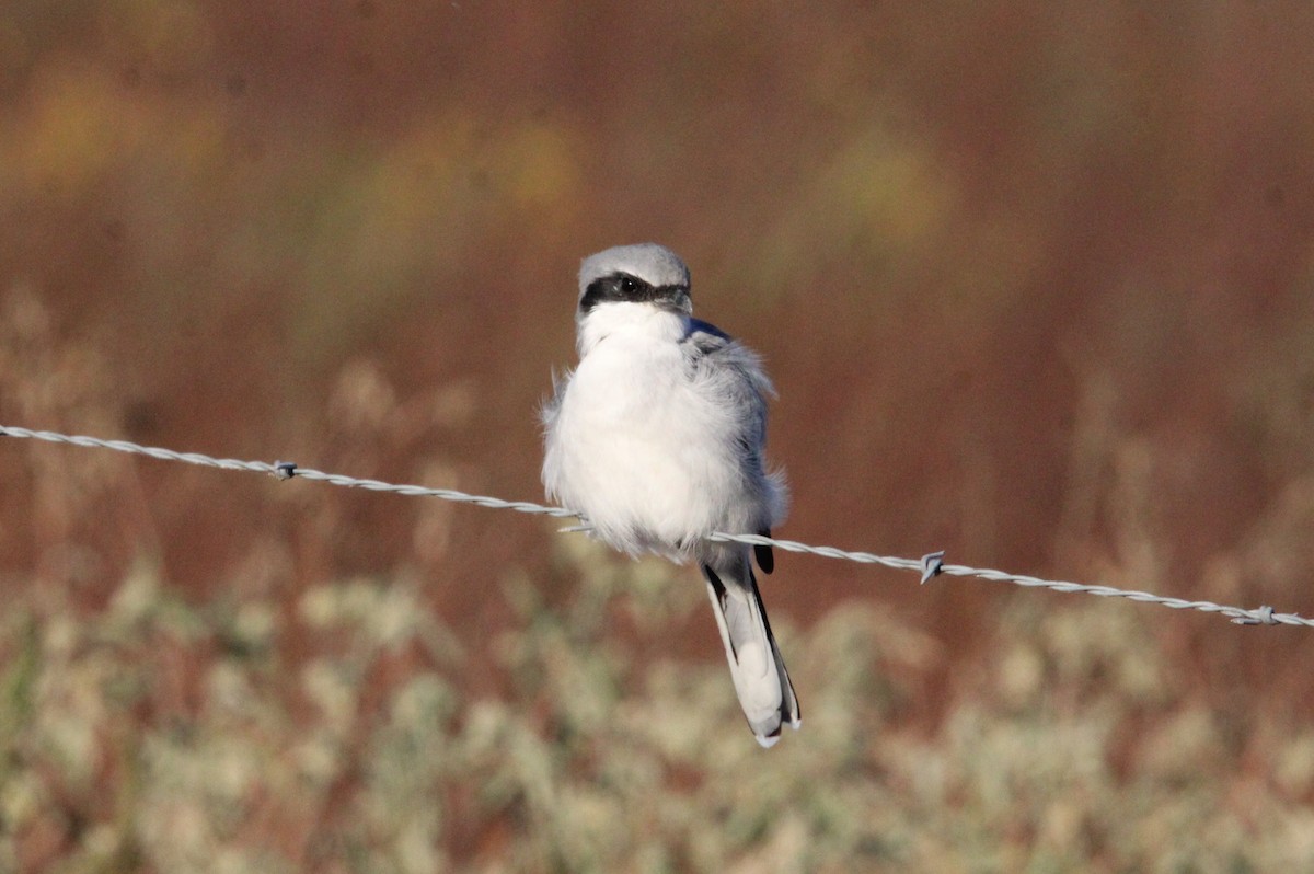 Сорокопуд американський - ML646997103