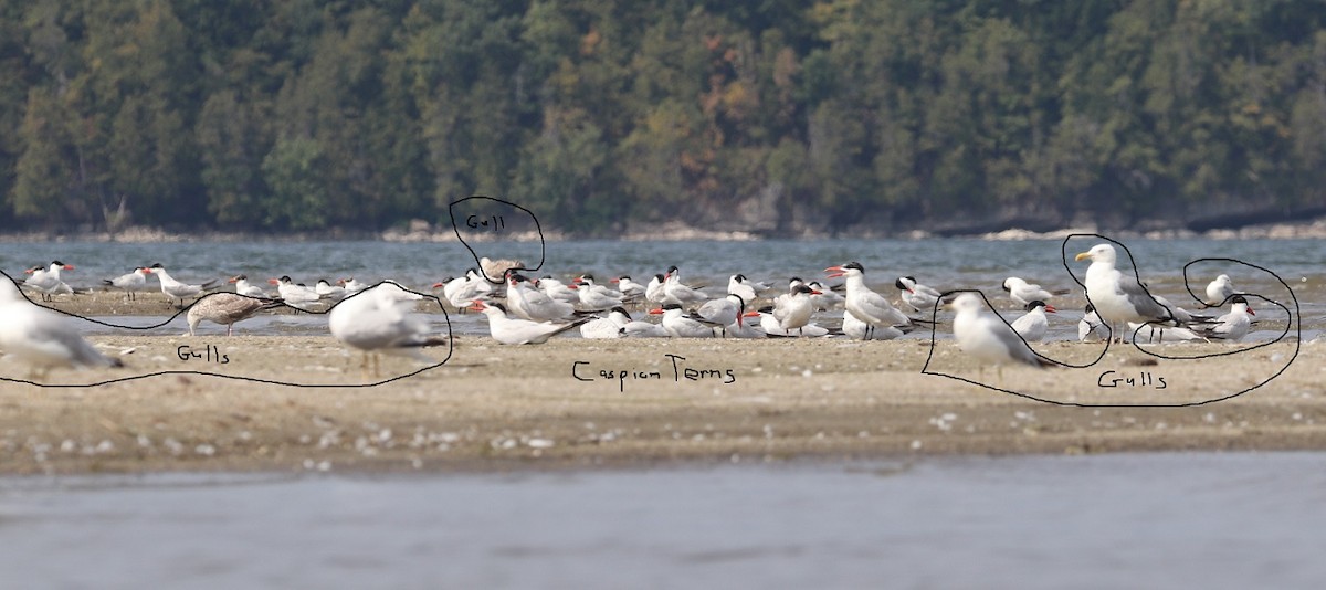 Pagaza Piquirroja - ML646997107