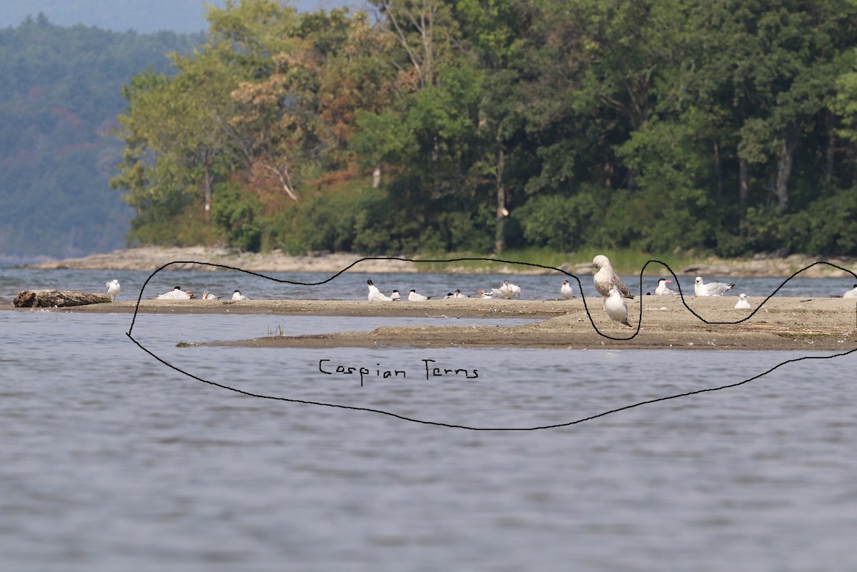 Pagaza Piquirroja - ML646997108