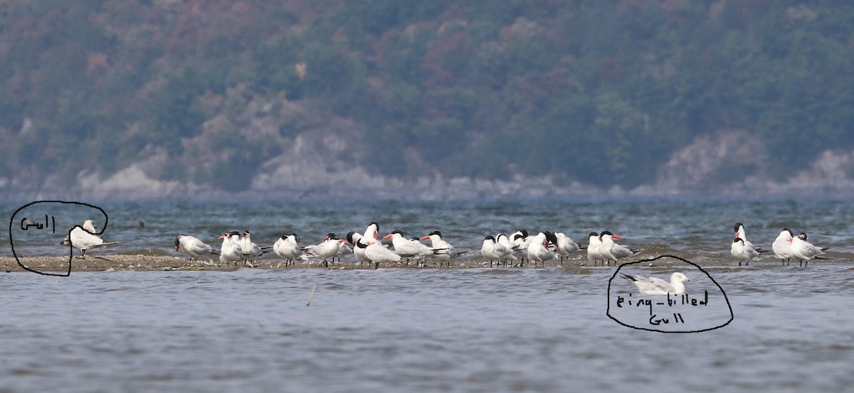 Pagaza Piquirroja - ML646997109