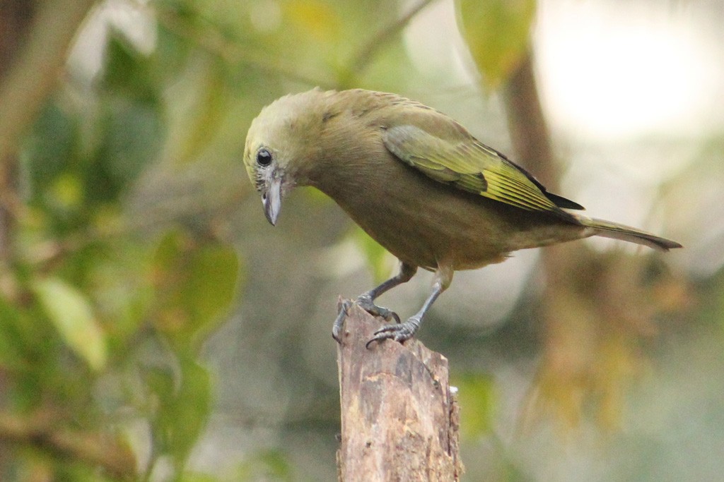 Palm Tanager - Natalia Allenspach