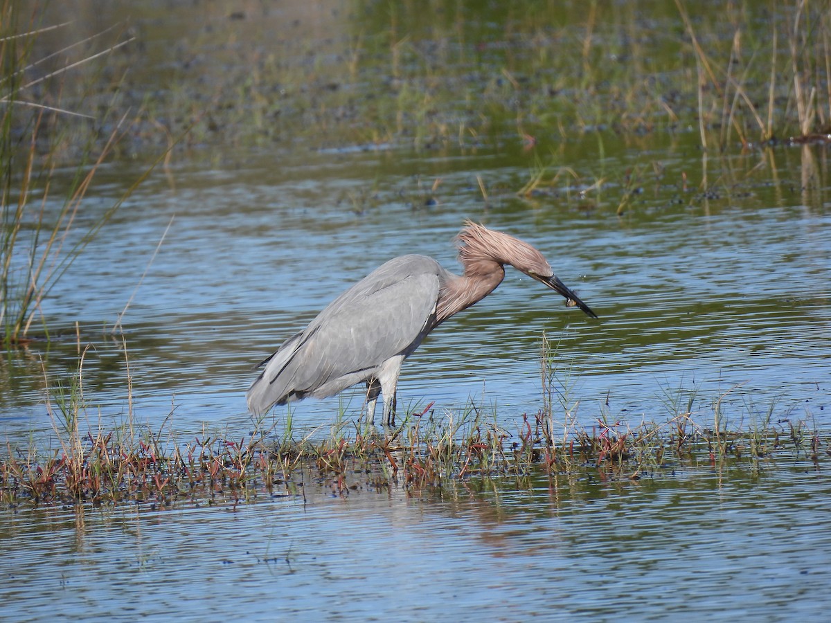 Reddish Egret - ML646997115