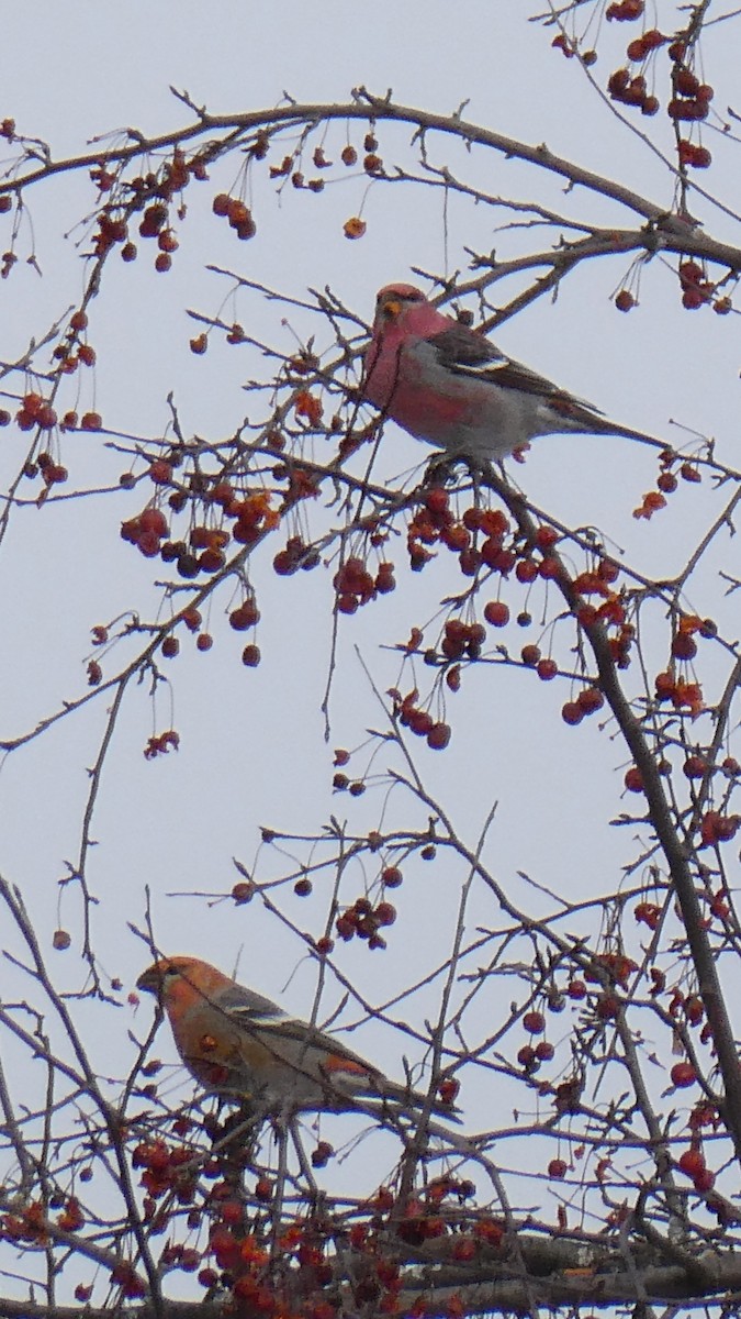 Durbec des sapins - ML646997117